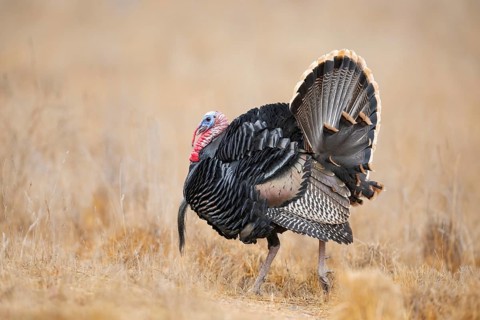 Wild Turkey (Meleagris gallopavo) male, California, USA