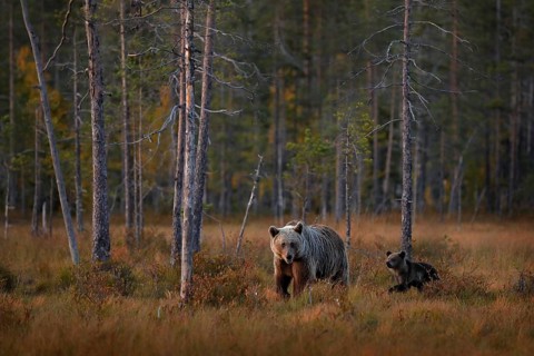 Bear hidden in yellow forest. Autumn trees with bear, mirror reflection. Beautiful brown bear
