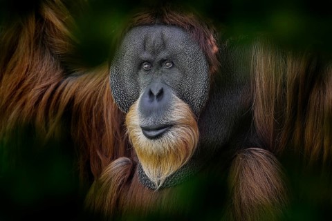 Sumatran orangutan, Pongo abelii, Critically endangered ape monkey, and found only in north