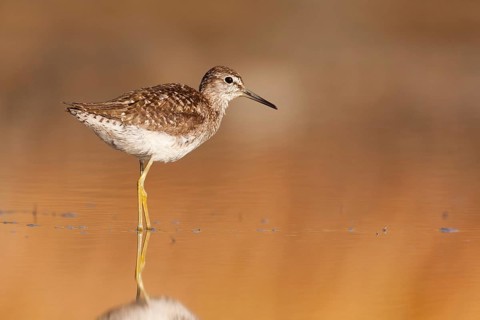 Wood Sandpiper (Tringa glareola), Greece