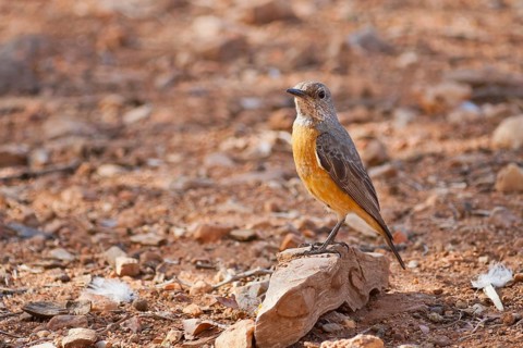 Short-toed Rock Thrush (Monticola brevipes) female, Namibia