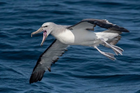 Salvin's Albatross (Thalassarche salvini) calling in flight, Valparaiso, Chile