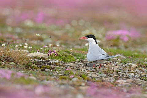 Arctic Tern, Sterna paradisaea, white bird with black cap, with Arctic landscape in background,
