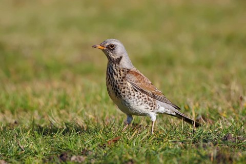 Fieldfare (Turdus pilaris), Wales, United Kingdom