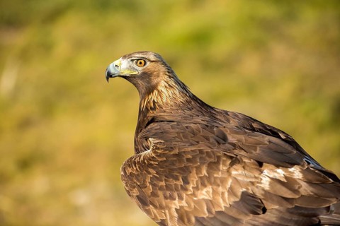 Golden Eagle (Aquila chrysaetos) female, Andalusia, Spain
