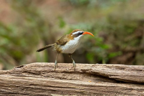 Red-billed Scimitar Babbler (Pomatorhinus ochraceiceps), Yunnan, China