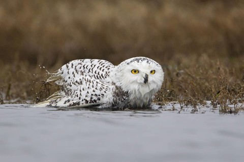 Snowy Owl (Bubo scandiacus) juvenile bathing, British Columbia, Canada