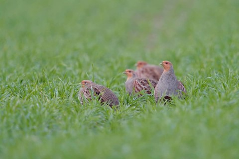 Grey Partridge (Perdix perdix) group perched in field, North Rhine-Westphalia, Germany