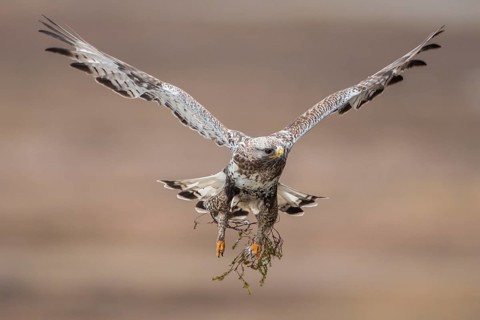 Rough-legged Buzzard (Buteo lagopus) flying, Finnmark, Norway