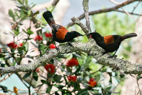 North Island Saddleback (Philesturnus rufusater) pair displaying, Nordinsel, New Zealand