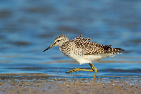 Wood Sandpiper (Tringa glareola) foraging, Lesvos, Greece