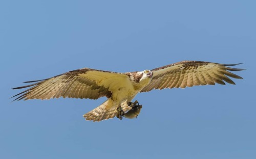 Fischadler (Pandion haliaetus) im Flug mit Beute