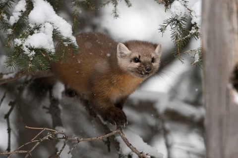 American Marten (Martes americana) climbing in tree, Yellowstone National Park, USA