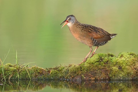 Virginia Rail (Rallus limicola) calling, British Columbia, Canada