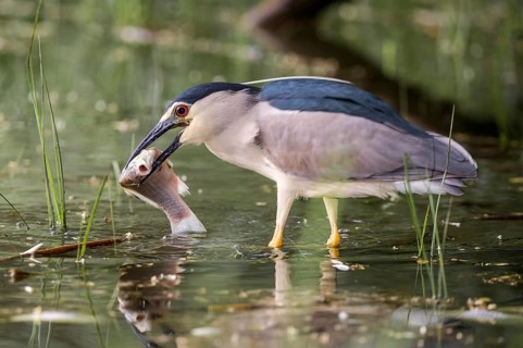 Black-crowned Night Heron (Nycticorax nycticorax) with fish prey in beak, Subotica, Serbia