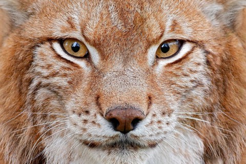 Lynx, detail face portrait with beautiful eyes. Cute fur of Eurasian lynx, animal in habitat. Wild