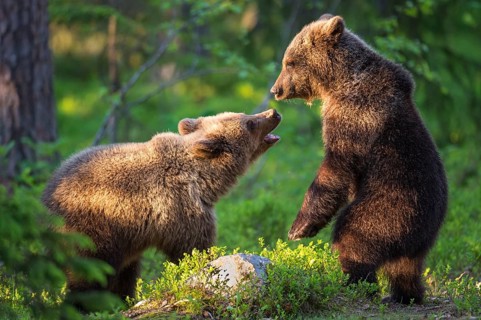 Eurasian Brown Bear (Ursus arctos) two cubs play fighting in forest, Finland