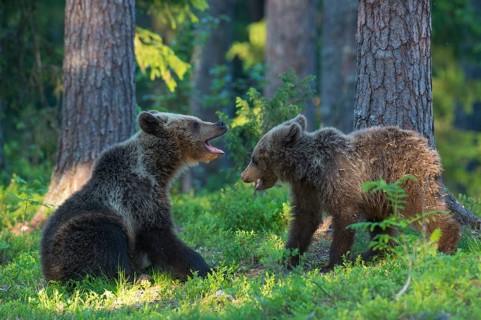 Eurasian Brown Bear (Ursus arctos) two cubs play fighting in forest, Finland
