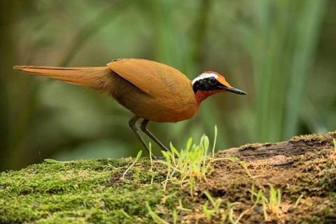 Rail-babbler (Eupetes macrocerus) perched on a mossy log, Johor, Malaysia