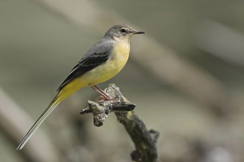 Grey Wagtail (Motacilla cinerea) juvenile, Saxony-Anhalt, Germany