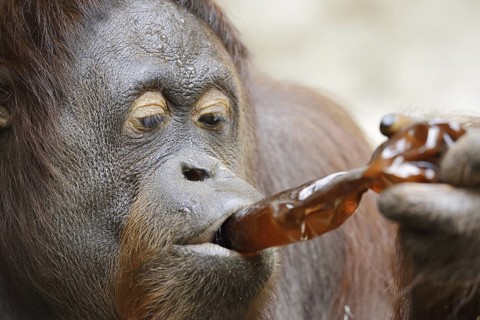Bornean orangutan (Pongo pygmaeus), female drinking from a bottle, captive, occurring on Borneo