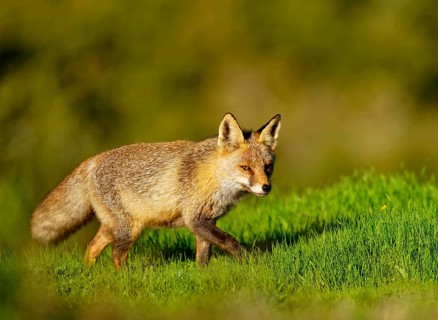 Red fox (Vulpes vulpes) in the early morning light in a meadow Sierra de San Pedro, Extremadura,