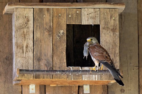 Kestrel (Falco tinnunculus) male with captured mouse for the young, village in Münsterland, North