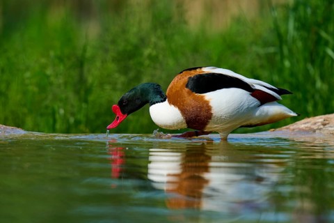 A duck with a red beak drinking water in a natural environment, shelduck (Tadorna tadorna), spring,