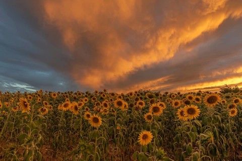 Golden sunflowers stretch out into the colourful sky as the sunlight increases, creating a