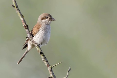 Red-backed shrike (Lanius collurio), adult female, sitting calmly and relaxed on a thorny branch in