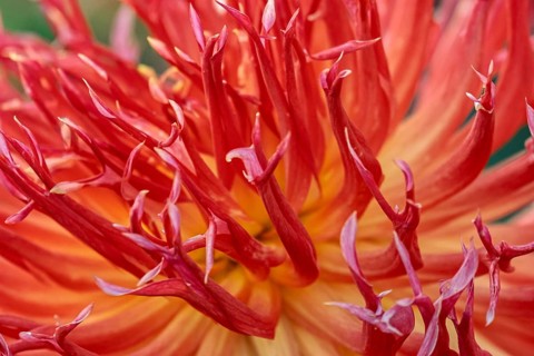 Dahlia, close-up, Münsterland, North Rhine-Westphalia, Germany