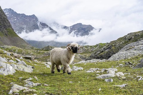 Valais Blacknose sheep (Ovis gmelini aries), high alpine mountain valley, Obere Senner Egete,
