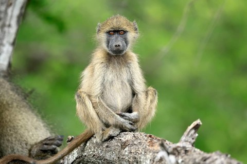 Bear baboon, Tschakma baboon (Papio ursinus), young animal, sitting, on the ground, alert, relaxed,