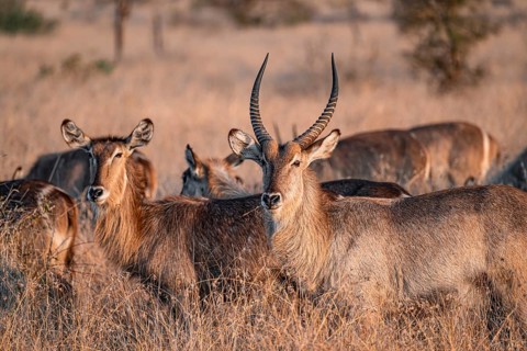 Elliptic waterbuck (Kobus ellipsipiprymnus), adult female and male, herd in dry grass in the