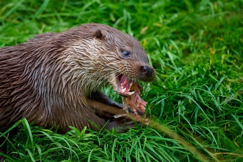 European otter (Lutra lutra), eating a piece of fish in the grass, showing its sharp teeth, Germany