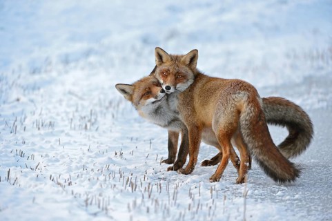 Red fox, two red foxes (Vulpes vulpes) cuddling with each other, togetherness, tenderness, shot