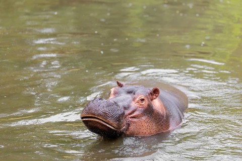 An adult male hippopotamus (Hippopotamus amphibius) shows aggression and defends its territory