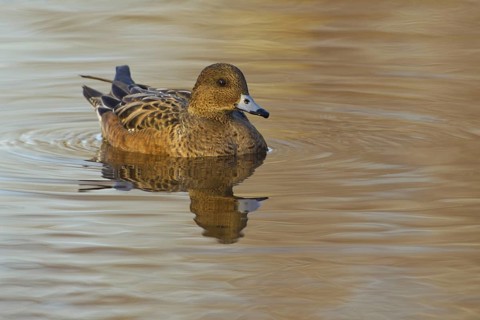 Eurasian Wigeon (Mareca penelope) female, Utrecht, Netherlands