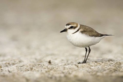 Kentish Plover (Charadrius alexandrinus), Castile-La Mancha, Spain