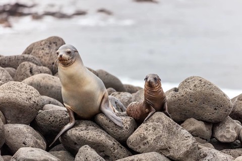 Sea lion (Zalophus wollebaeki), Galapagos, Ecuador