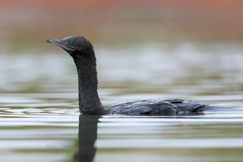 Little Black Cormorant (Phalacrocorax sulcirostris), Victoria, Australia