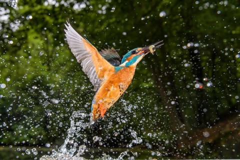 Common Kingfisher (Alcedo atthis) male fishing, Lower Saxony, Germany