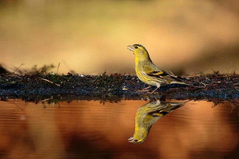 Eurasian Siskin (Spinus spinus) male, Utrecht, Netherlands