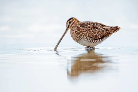 Common Snipe (Gallinago gallinago) foraging, Burgenland, Austria