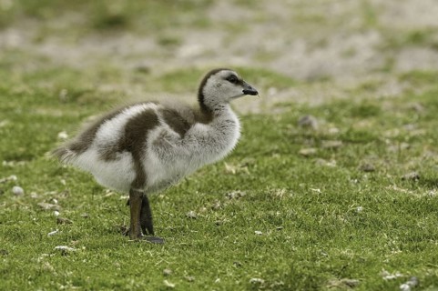 Ruddy-headed Goose (Chloephaga rubidiceps), Falkland Islands