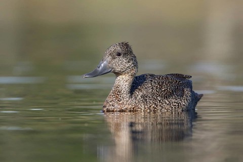 Freckled Duck (Stictonetta naevosa) female, Victoria, Australia