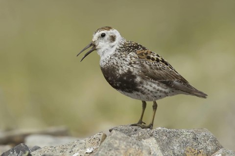 Rock Sandpiper (Calidris ptilocnemis), Alaska, USA