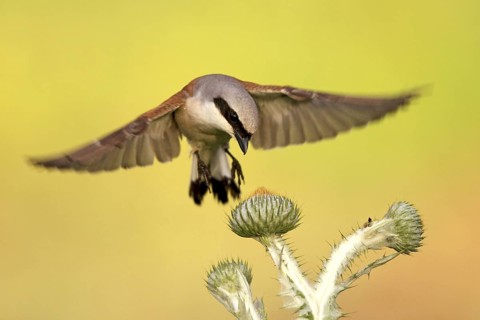 Red-backed Shrike (Lanius collurio) male flying, Baden-Wuerttemberg, Germany