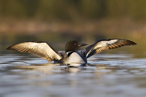 Great Northern Loon (Gavia immer), British Columbia, Canada