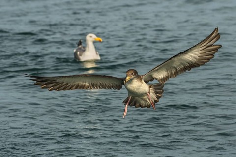Scopoli's Shearwater (Calonectris diomedea) flying, Tuscany, Italy